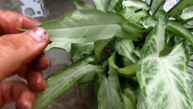 sygonium care ll sygonium plant care ll sygonium varieties ll Arrow head plant care in hindi ll