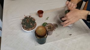 Пропадает #Gymnocalycium horstii, потеря корней у #Ferocactus recurvus, #Matucana weberbaueri