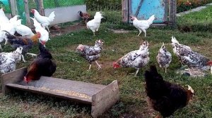 Как выглядит петух Пушкинской породы?? Отвечаю на вопрос подписчиков!!