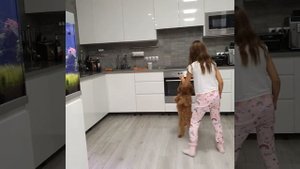 моя Мальтипу ))) хочу собаку