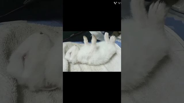 My cute bunny sleeping ? ? ?.