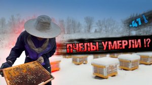 ПЧЕЛЫ УМЕРЛИ !?/ -47 В БАШКИРИИ/ЧТО БУДЕТ С ПАСЕКОЙ ДАЛЬШЕ ?