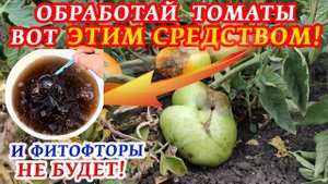 Гниют помидоры! Фитофтора! Срочно обработайте помидоры этим препаратом, и вы забудете о ней!