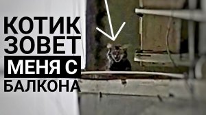 5 часть: "У бабушки 32 кошки в квартире" Мне не дают помещение под котидом. Влог.