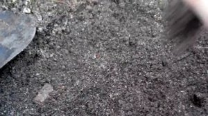 Посадка голубики. Сорт Патриот.