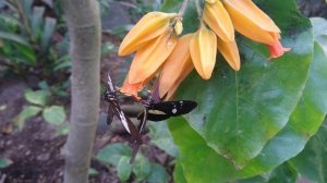 Хуануллоа оранжевая (лат. Juanulloa aurantiaca), Ботанический сад Орхус, Дания. 6 октября 2023