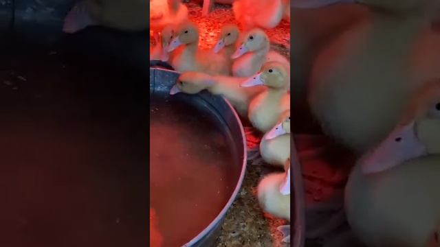 Утка Чери Велли Бройлерная
