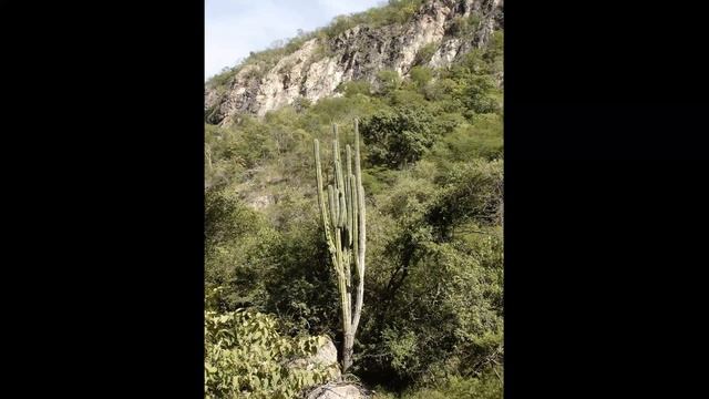 LESCSS Public Meeting - Robert A. Villa смотреть онлайн