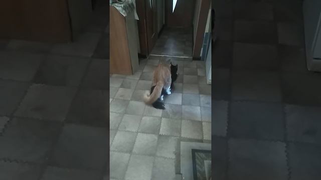 Мейн Кун вязка(Maine coon mating) смотреть онлайн