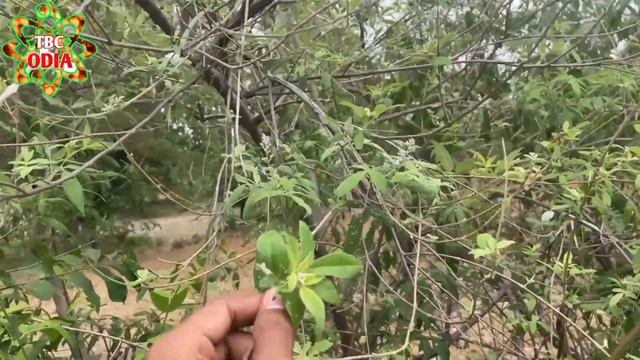 ସ୍ୱୟଂ ରାବଣ ଏହି ପ୍ରୟୋଗ କରିଥିଲେ | tantra mantra odia | odia tantra | omkaar odia | tecbigyan | tbcodi смотреть онлайн