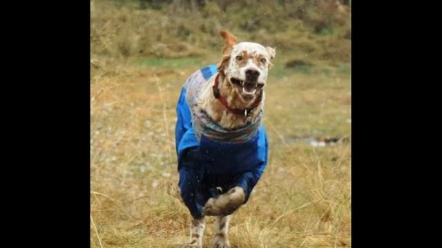 Английский сеттер на охоте. Слайд шоу. смотреть онлайн