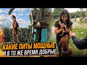 2 часть у Агопа Питбули Dragon Life. В конце просто шок