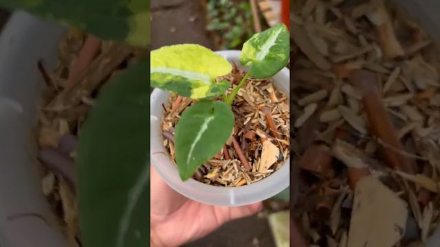 SYNGONIUM SCRAMBLED EGGS VARIEGATED #plants #rareplants #houseplants смотреть онлайн