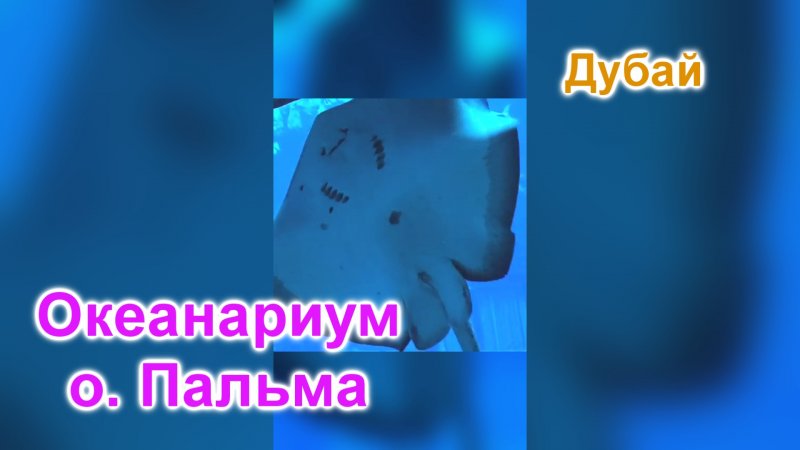 Океанариум на о. Пальма/Дубай (153)