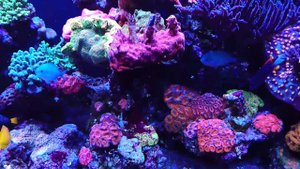 My reef tank 01.17