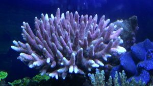 Acropora millepora