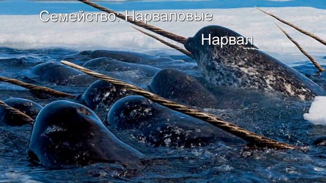 Китообразные смотреть онлайн