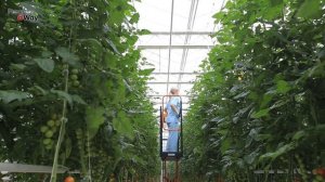 Фитофтора На Помидорах Погибнет Сразу! О ТАКОМ РЕЦЕПТЕ ВЫ ЕЩЕ НЕ СЛЫШАЛ