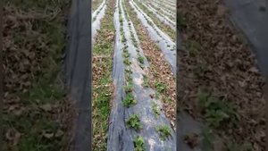 Выращивание клубники в Белореченском районе