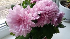 Как сохранить комнатную хризантему после покупки!