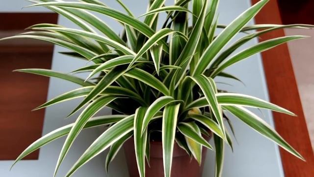 Самые полезные комнатные растения. Цветы для дома. смотреть онлайн