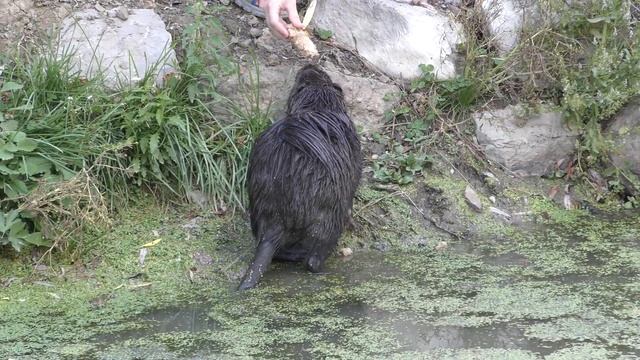 Живая природа на кардоне Буковского. Нутрия купается и перекусывает хлебушком . 4К смотреть онлайн