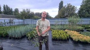 Когда же лучше сажать?! Осенью или весной?