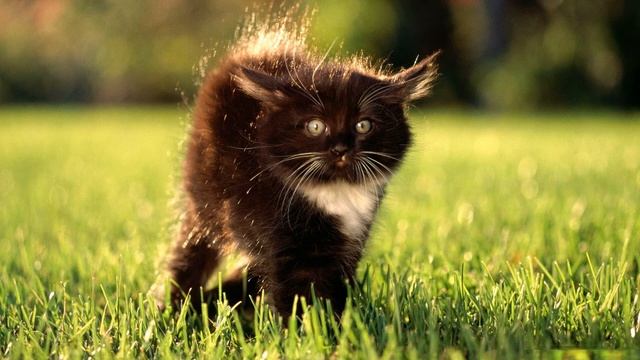 Звуки котят (Котенок шипит и идет в бой) | (30 Секунд) смотреть онлайн