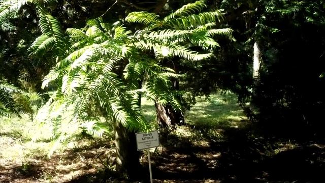 Сухум Ботанический сад смотреть онлайн