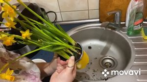 Пересадка подарочных нарциссов