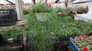 Великолепный агростис! Компаньон для всех цветов! 🍃