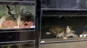 Самый большой птичий рынок Китая. Гуанчжоу. Китайская птичка