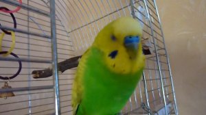 ВОСКРЕСНОЕ УТРО ВОЛНИСТОГО ПОПУГАЯ ТОШИ / Веселый попугай / зеленый попугайчик TV