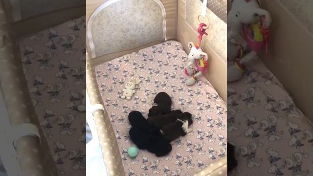 Цветные Йорки. Питомник цветных йорков