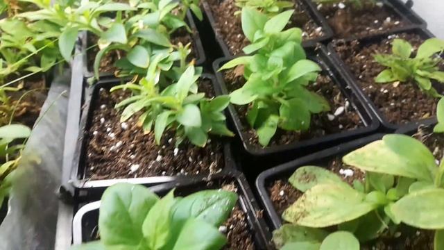 Как я сохраняю петунии в квартире . Мой опыт. Укоренение без потерь. смотреть онлайн