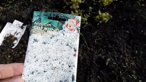Картофельный крахмал для ягод смородины, бадан, первые всходы зеленых культур.