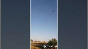 Благодарненские бойные голуби . В полете молодежь .