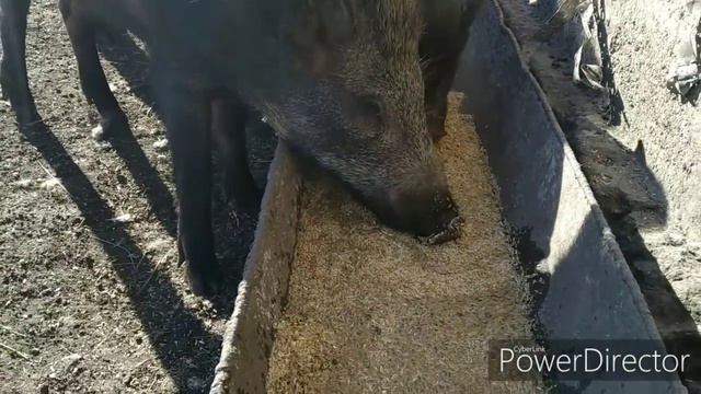 Вольному воля.... Кабаны, козы на прогулке! смотреть онлайн