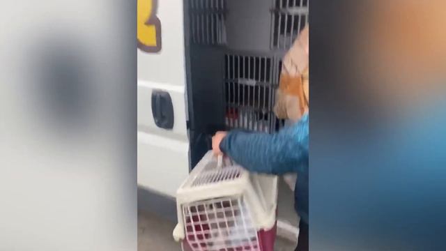 Как происходит доставка питомцев, при покупке из другого города "SALE PETS RUSSIA" 📞 +7(996)7710554