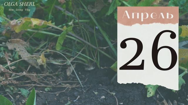 РЕДИС: лунный календарь на АПРЕЛЬ 2023! Когда Сеять Дайкон, Редьку и Репу благоприятные даты!