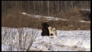 Испытание лаек по медведю. Амакан и Беркут. Экс. Гололобов К.Е.