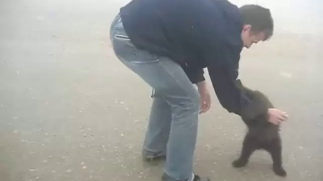 Видео смешной мишка. Видео смешной мишка