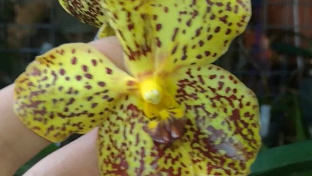 #Цветение#Вандовых#Аскоценда#Luisia#curtisii#x#Seidenfadenia#mitrata смотреть онлайн