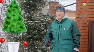 Как сохранить елку чтобы не осыпалась? Как продлить жизнь новогодней елке