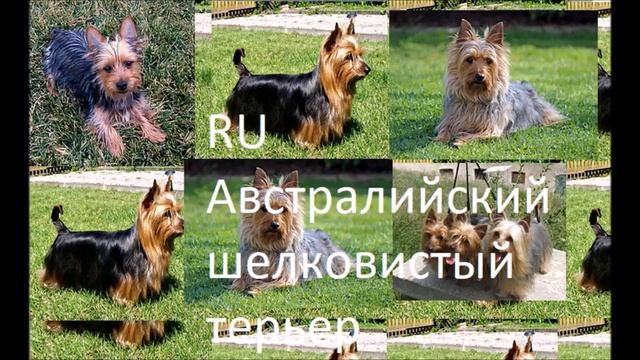 RU Австралийский шелковистый терьер