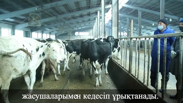 Выявление половой охоты у коров