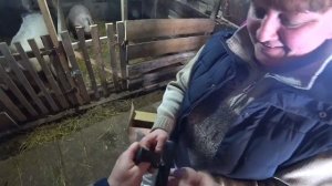 Заработок в деревне. 5 способов заработать деньги в деревне. Вьетнамские свиньи-вес в 15 дней.