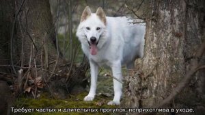 Собаки похожие на хаски: породы крупнее и меньше