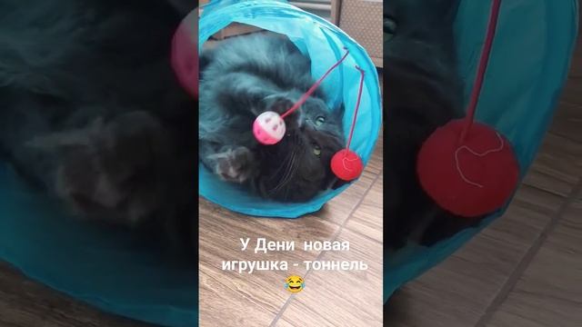 Новая игрушка Дени #ДенииЛори #нибелунг #nibelung #котики #нибелунгдени