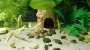 Запуск аквариума спустя две недели после ремонта.